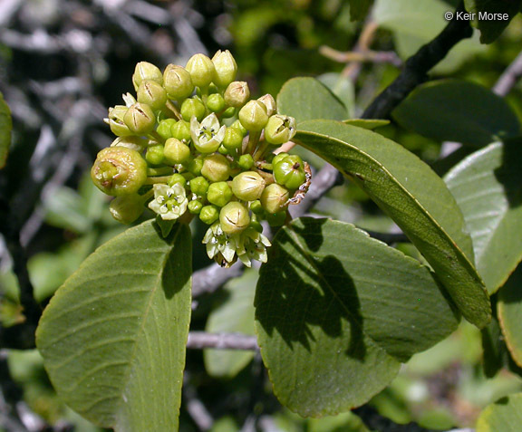 Image of California buckthorn