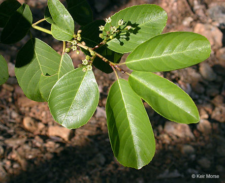 Image of California buckthorn