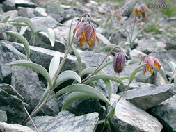 Image of Siskiyou fritillary