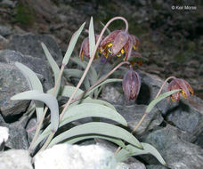 Image of Siskiyou fritillary