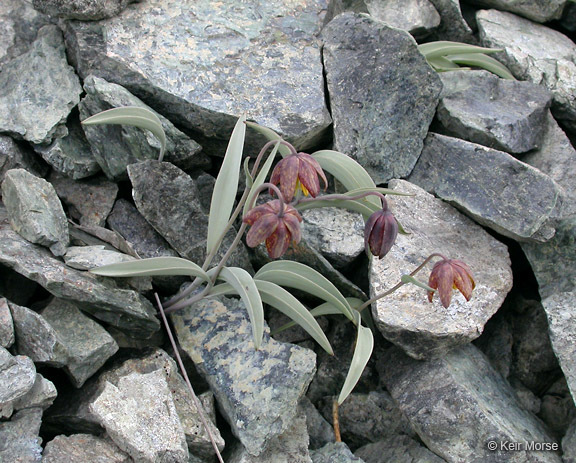 Image of Siskiyou fritillary