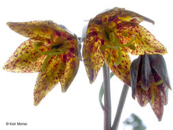 Image of Siskiyou fritillary