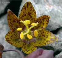 Image of Siskiyou fritillary