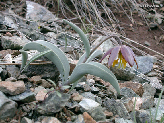 Image of Siskiyou fritillary