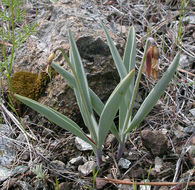 Image of Siskiyou fritillary