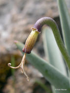 Image of Siskiyou fritillary