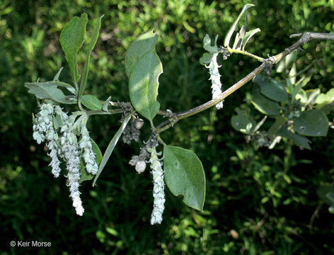 Image of chaparral silktassel