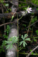 Image of Bicknell's cranesbill