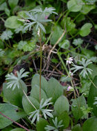 Image of Bicknell's cranesbill