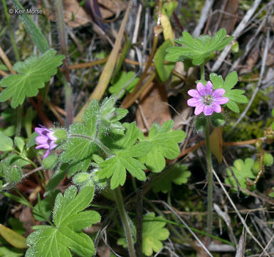 Imagem de Geranium molle L.