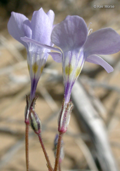 Image of showy gilia