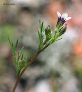 Image of purplespot gilia