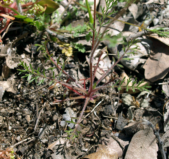 Image of purplespot gilia