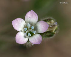 Image of purplespot gilia