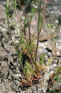 Image of purplespot gilia