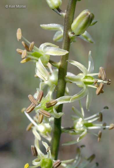 Image of Klamath rushlily