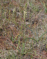 Image of Klamath rushlily