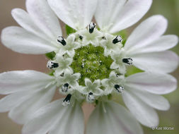 Image of hayfield tarweed