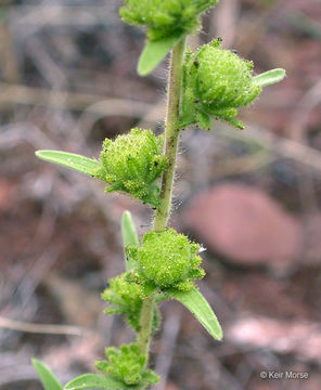 Image of hayfield tarweed