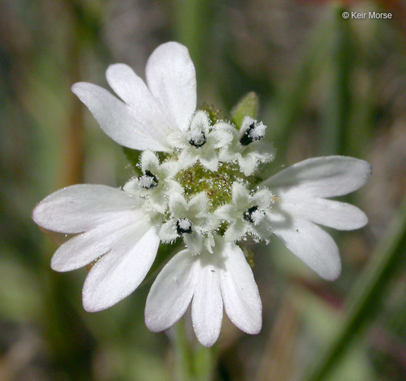 Image of hayfield tarweed