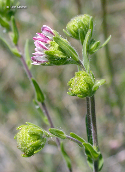 Image of hayfield tarweed