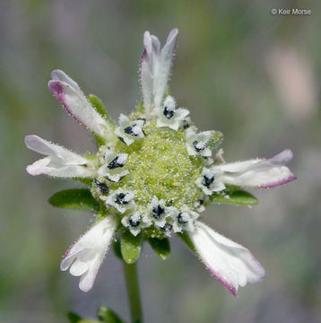 Image of hayfield tarweed