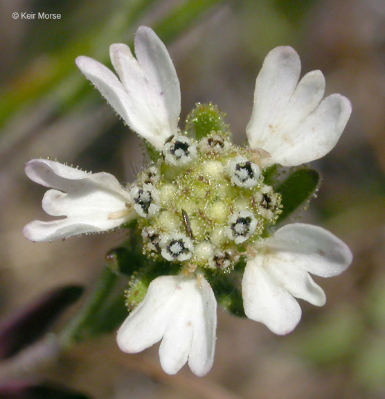 Image of hayfield tarweed