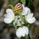 Image of hayfield tarweed