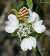 Image of hayfield tarweed