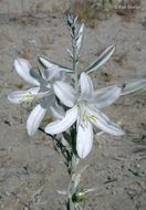 Image de Hesperocallis undulata A. Gray