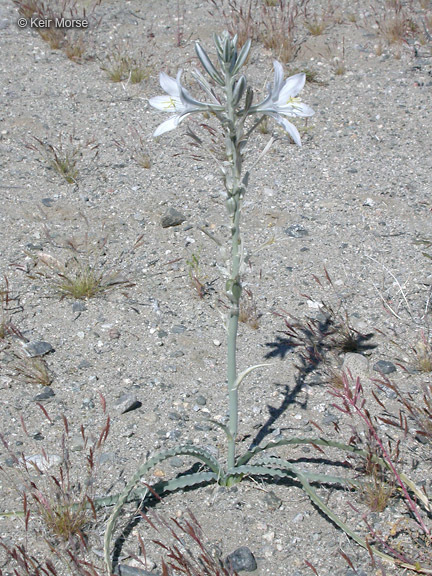 Image de Hesperocallis undulata A. Gray