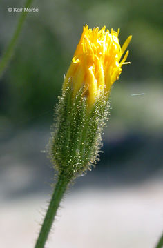 Image of Hieracium parryi Zahn