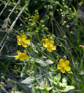 Image of Scouler's St. John's-Wort