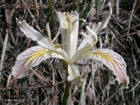 Plancia ëd Iris chrysophylla Howell