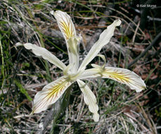 Plancia ëd Iris chrysophylla Howell