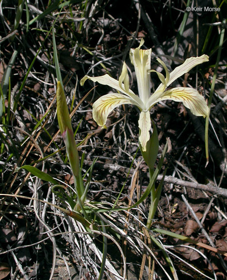 Plancia ëd Iris chrysophylla Howell