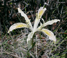 Plancia ëd Iris chrysophylla Howell