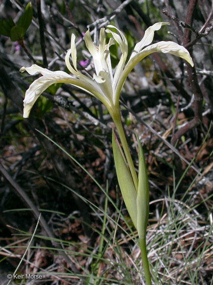 Plancia ëd Iris chrysophylla Howell