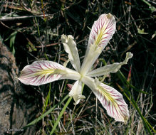 Plancia ëd Iris chrysophylla Howell