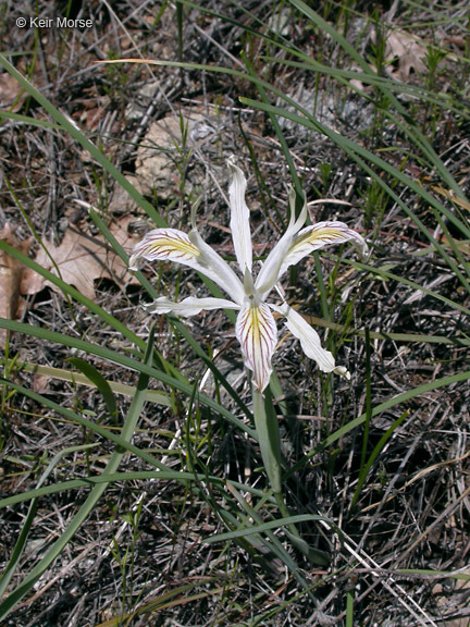 Plancia ëd Iris chrysophylla Howell