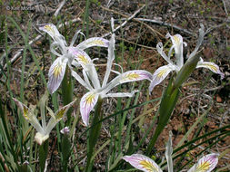 Plancia ëd Iris chrysophylla Howell