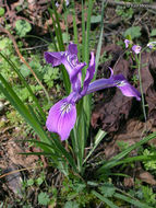 Image of toughleaf iris