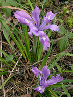 Image of toughleaf iris