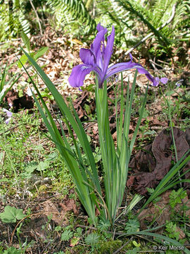 Image of toughleaf iris