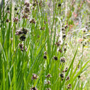 Image of <i>Juncus <i>phaeocephalus</i></i> var. phaeocephalus