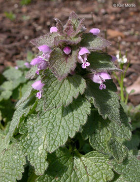 Image of purple archangel