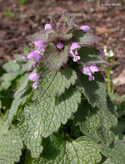 Image of purple archangel