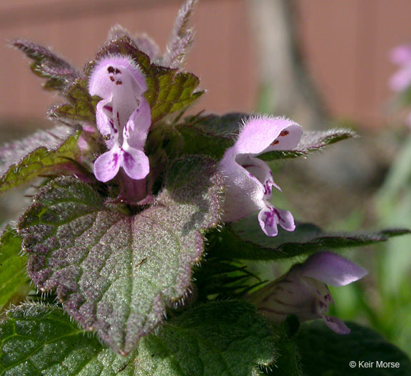 Image of purple archangel