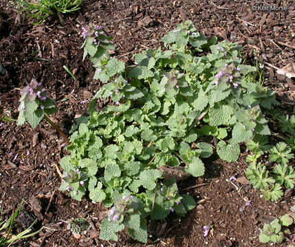 Image of purple archangel