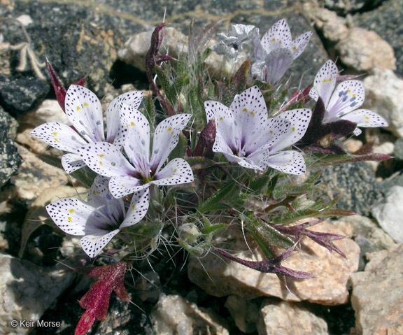 Image of Great Basin langloisia